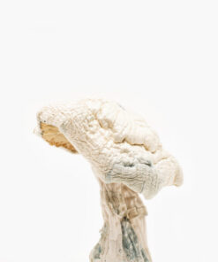 Avery’s Albino Magic Mushrooms