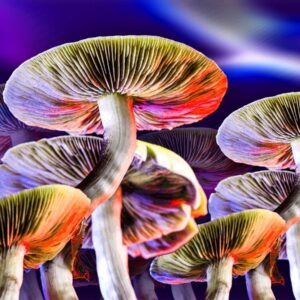 Magic Mushrooms